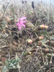 Silene scouleri scouleri