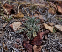 Astragalus platytropis
