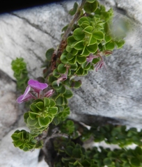 Indigofera candolleana