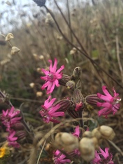 Silene scouleri scouleri