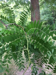 Gleditsia triacanthos inermis
