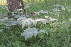 Heracleum dissectum