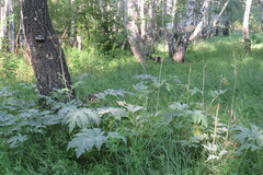 Heracleum dissectum