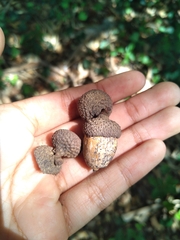 Quercus