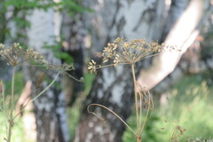 Heracleum dissectum