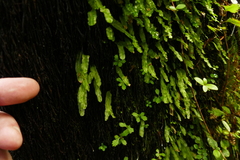 Symphyogyna subsimplex
