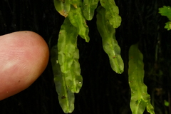 Symphyogyna subsimplex