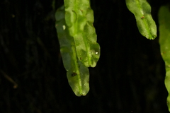 Symphyogyna subsimplex