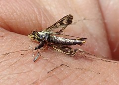 Synanthedon bibionipennis