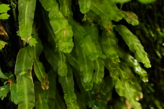 Symphyogyna subsimplex