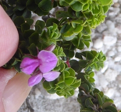 Indigofera candolleana