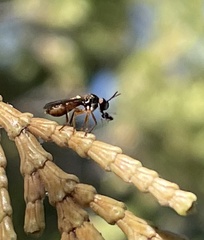 Dioctriinae