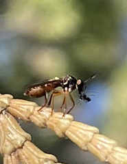 Dioctriinae