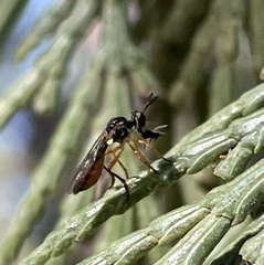 Dioctriinae
