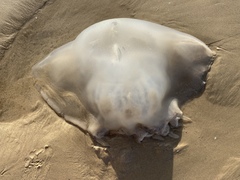 Rhopilema nomadica
