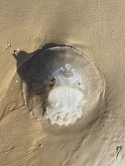 Rhopilema nomadica