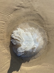 Rhopilema nomadica