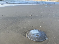 Rhopilema nomadica