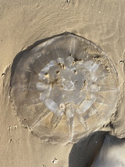 Rhopilema nomadica