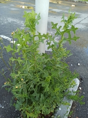Lactuca serriola