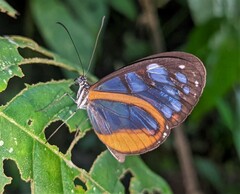 Oleria amalda