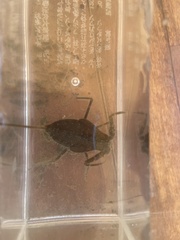 Laccotrephes japonensis