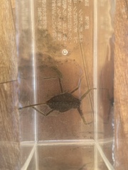 Laccotrephes japonensis