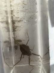 Laccotrephes japonensis