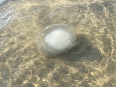 Rhopilema nomadica