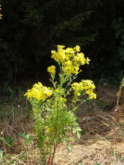 Jacobaea vulgaris