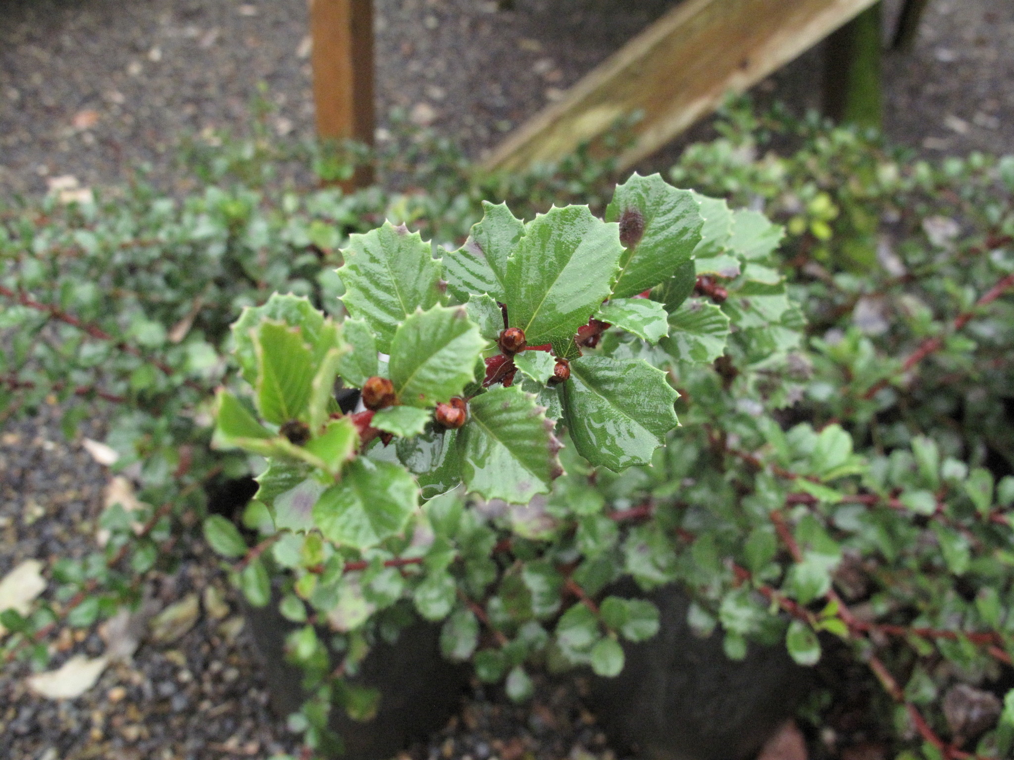 Ceanothus gloriosus