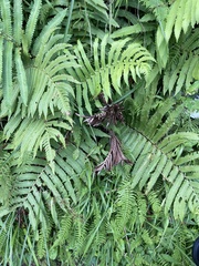 Pentarhizidium orientale