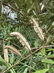 Elaeagnus thunbergii
