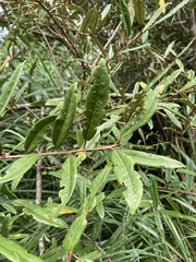 Elaeagnus thunbergii
