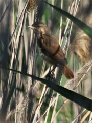 Acrocephalus arundinaceus