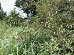 Elaeagnus thunbergii