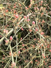 Ephedra fragilis