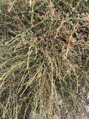 Ephedra fragilis