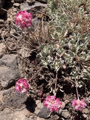 Eriogonum ovalifolium rubidum