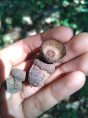 Quercus