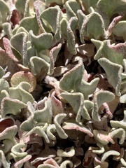 Eriogonum ovalifolium rubidum
