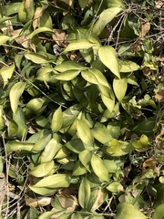 Ruscus hypophyllum