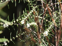 Hypocalymma
