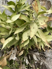 Ruscus hypophyllum