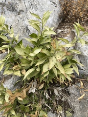Ruscus hypophyllum