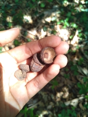 Quercus