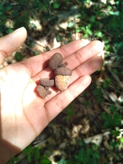 Quercus