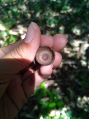 Quercus