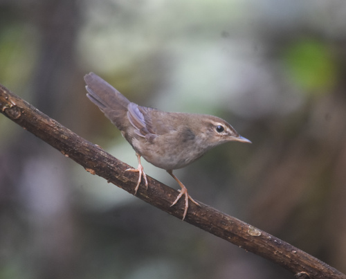 Baikal Bush Warbler (Locustella davidi), photo 8