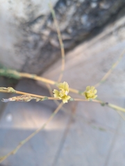 Lactuca serriola